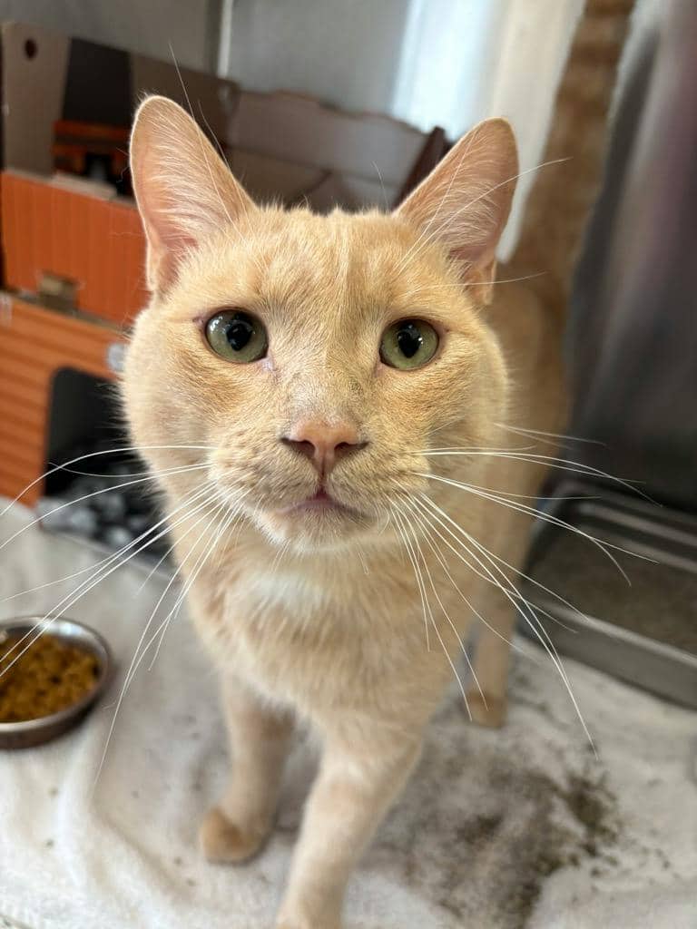 Caleb - Domestic Short Hair cat available for adoption at Ontario SPCA (Sudbury) in Sudbury