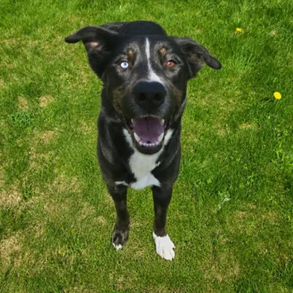 Peter - Husky Mixed available for adoption