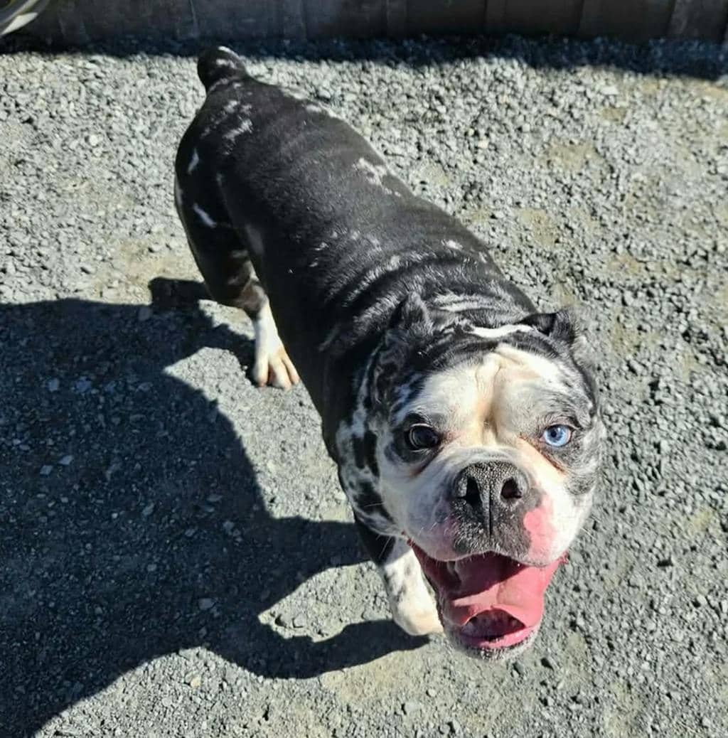 Missy - Olde English Bulldogge available for adoption in Calgary