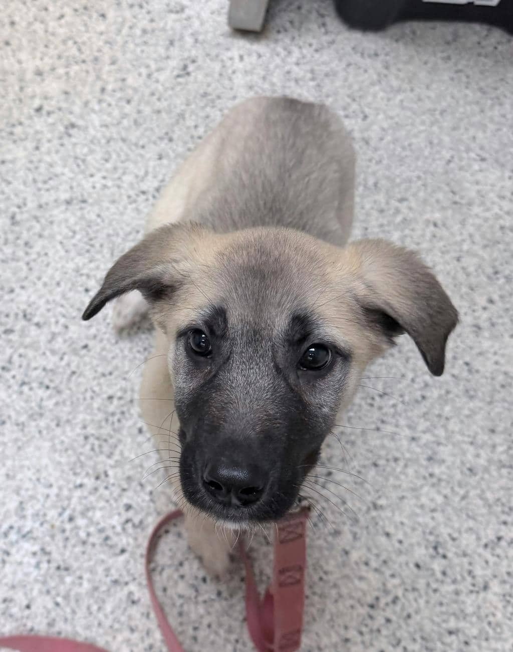 Rosey - Husky Mixed available for adoption at Ontario SPCA (Sudbury) in Sudbury