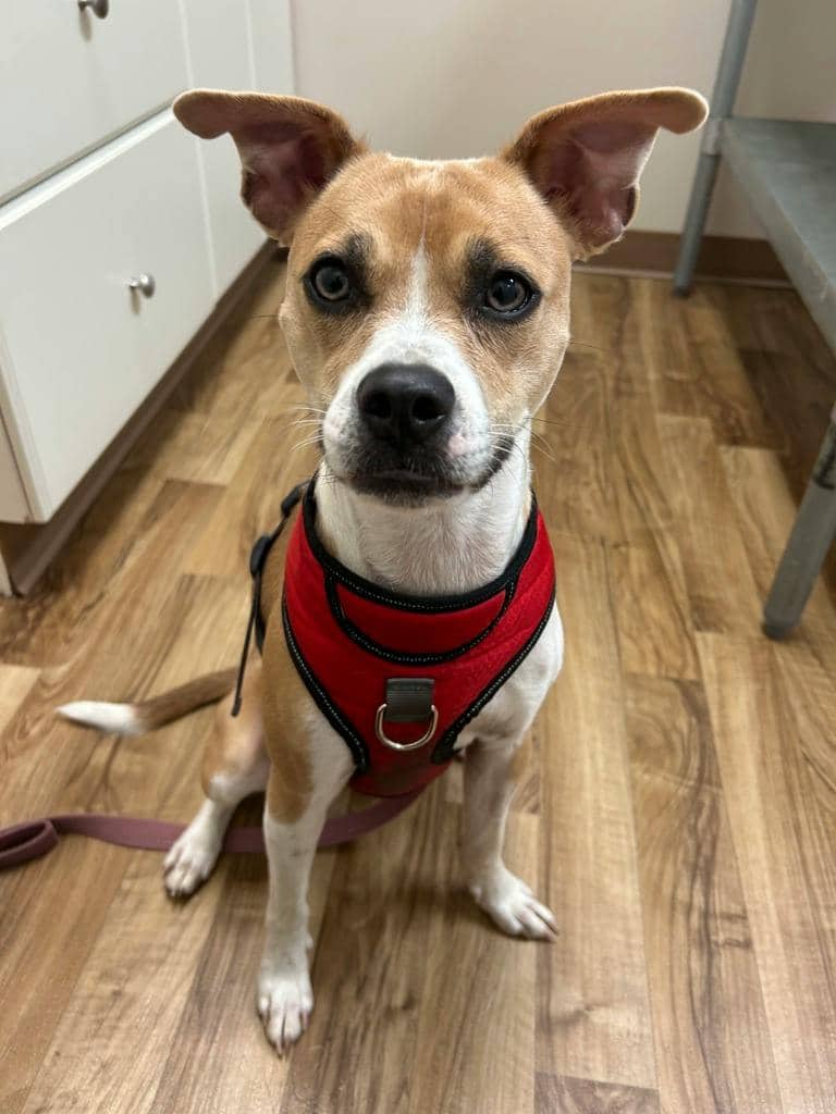 Lulu - Whippet available for adoption at Ontario SPCA & Humane Society in Napanee