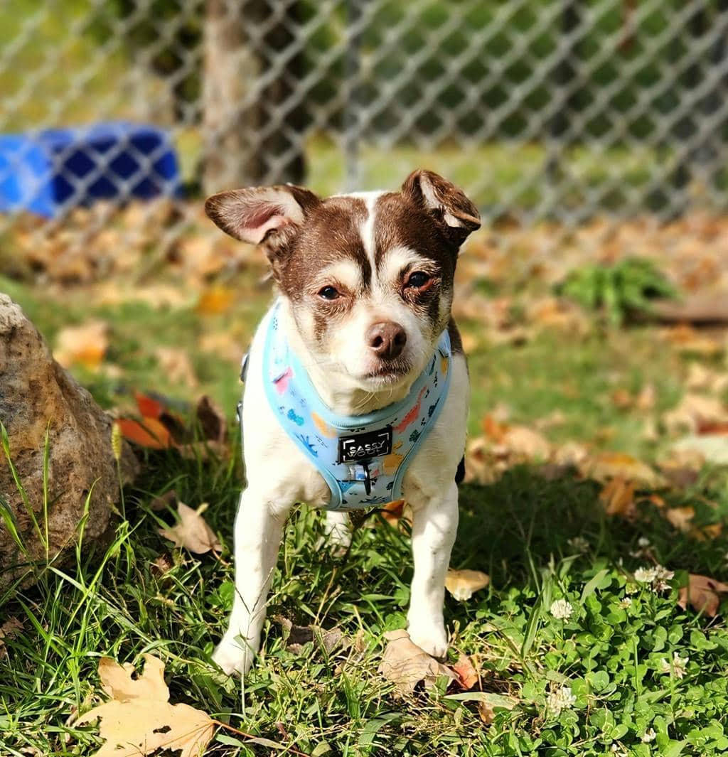 Pluto - Chihuahua available for adoption at Ontario SPCA (Ottawa Area) in Ottawa