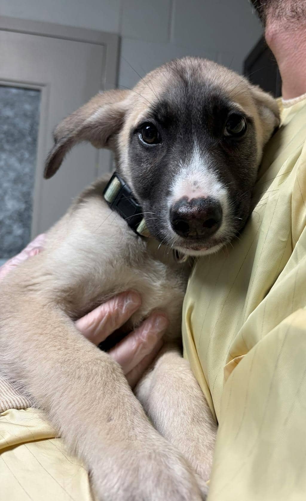 Chilli - Husky Mixed available for adoption
