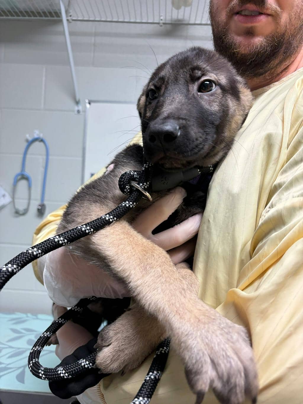 Toasty - Husky Mixed available for adoption