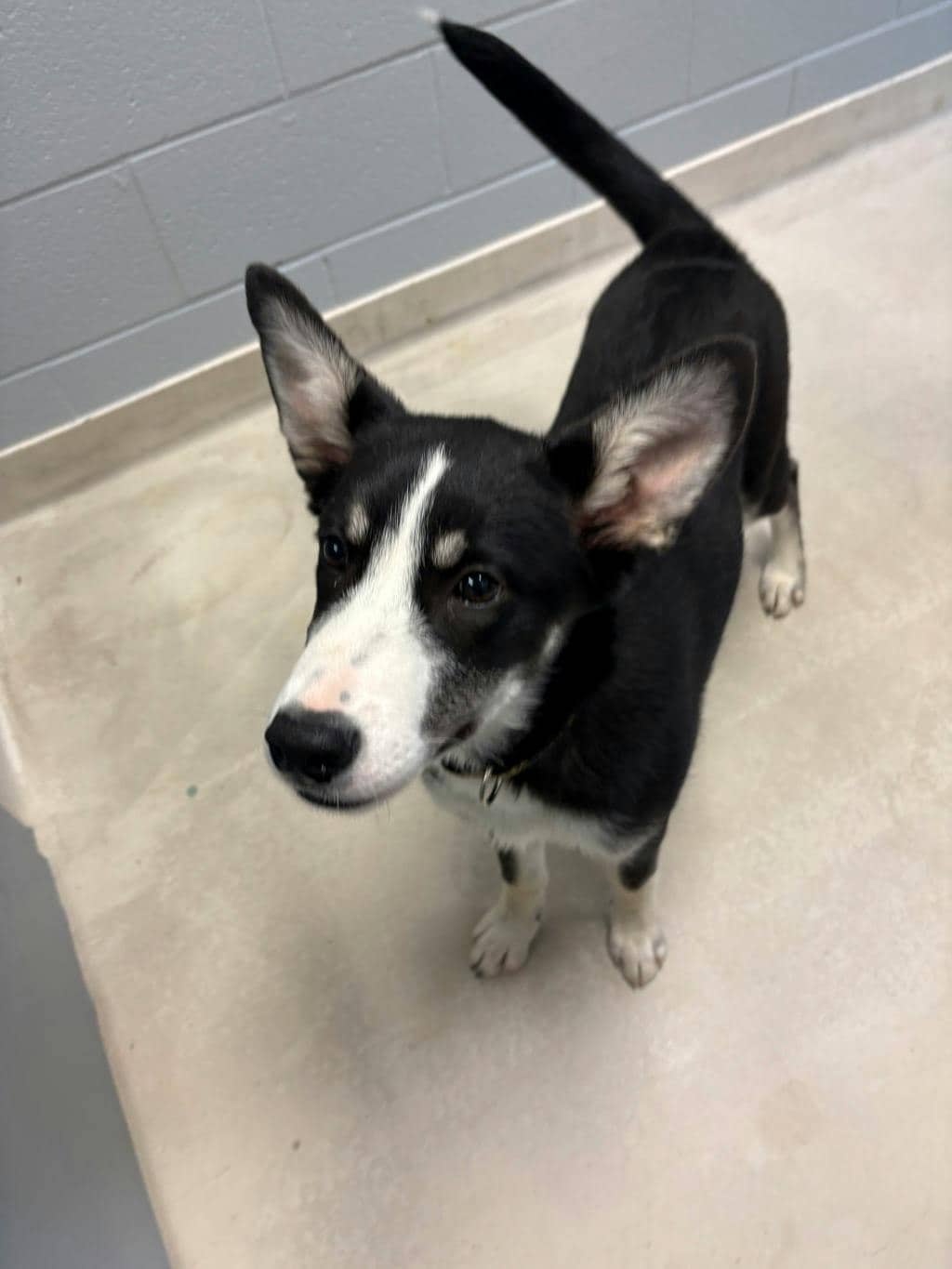 Zero - Husky Mixed available for adoption at Ontario SPCA (Toronto Area) in Stouffville