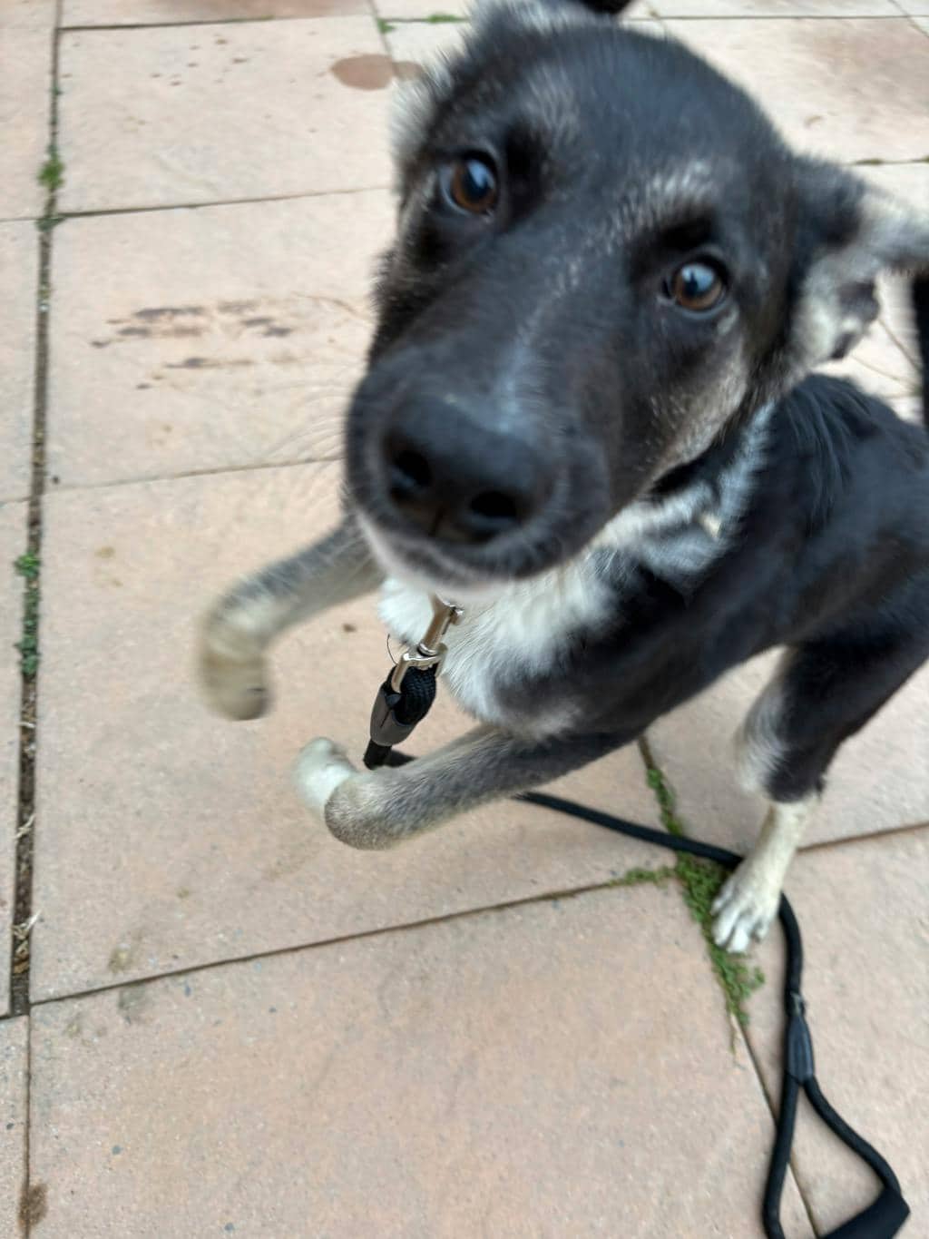Shirley - Husky Mixed available for adoption