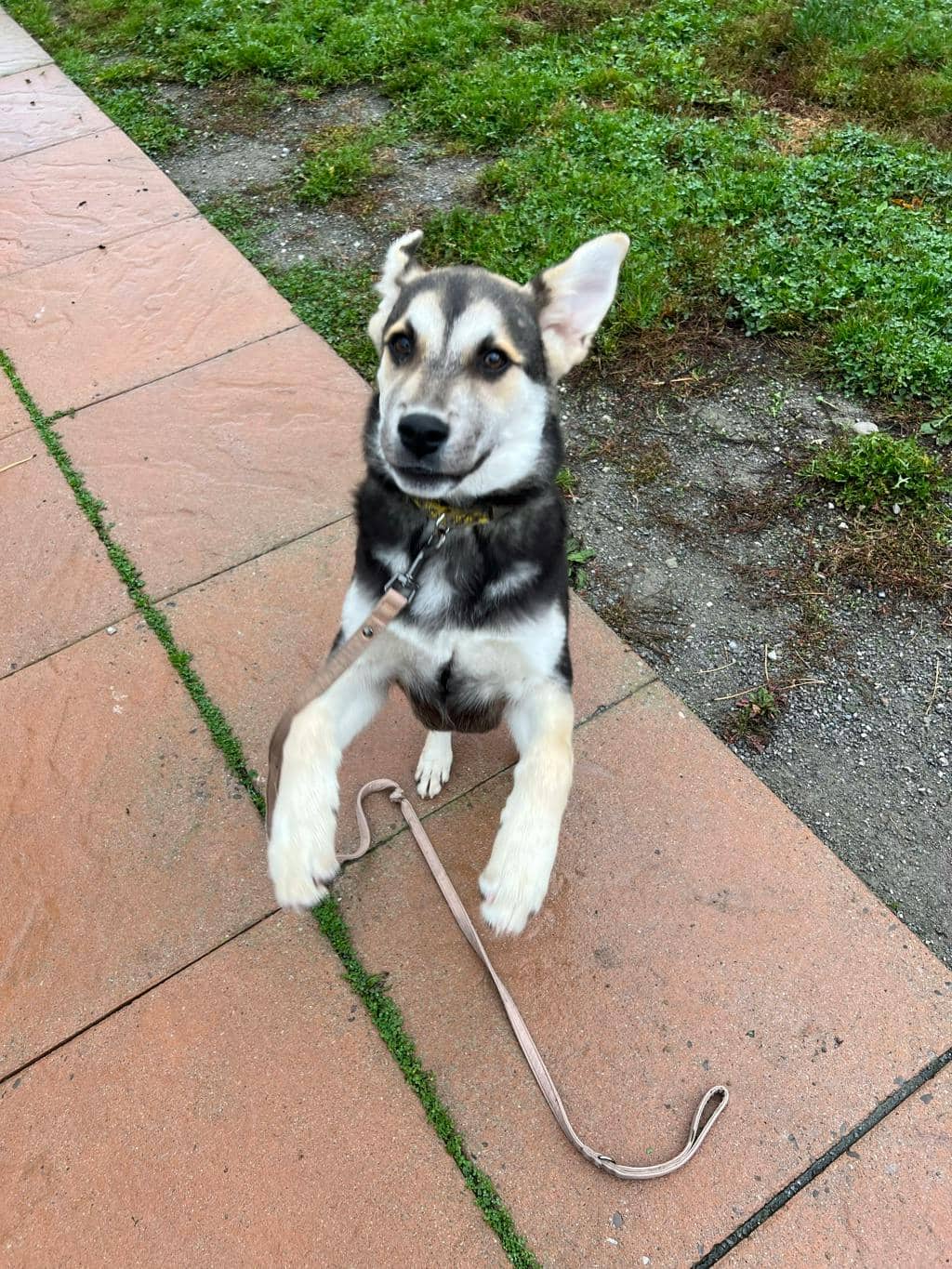 Quatro - Husky Mixed available for adoption at Ontario SPCA (Toronto Area) in Stouffville