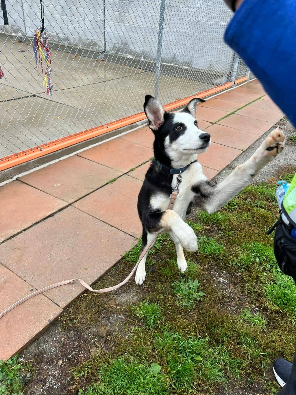 Rip - Husky Mixed available for adoption
