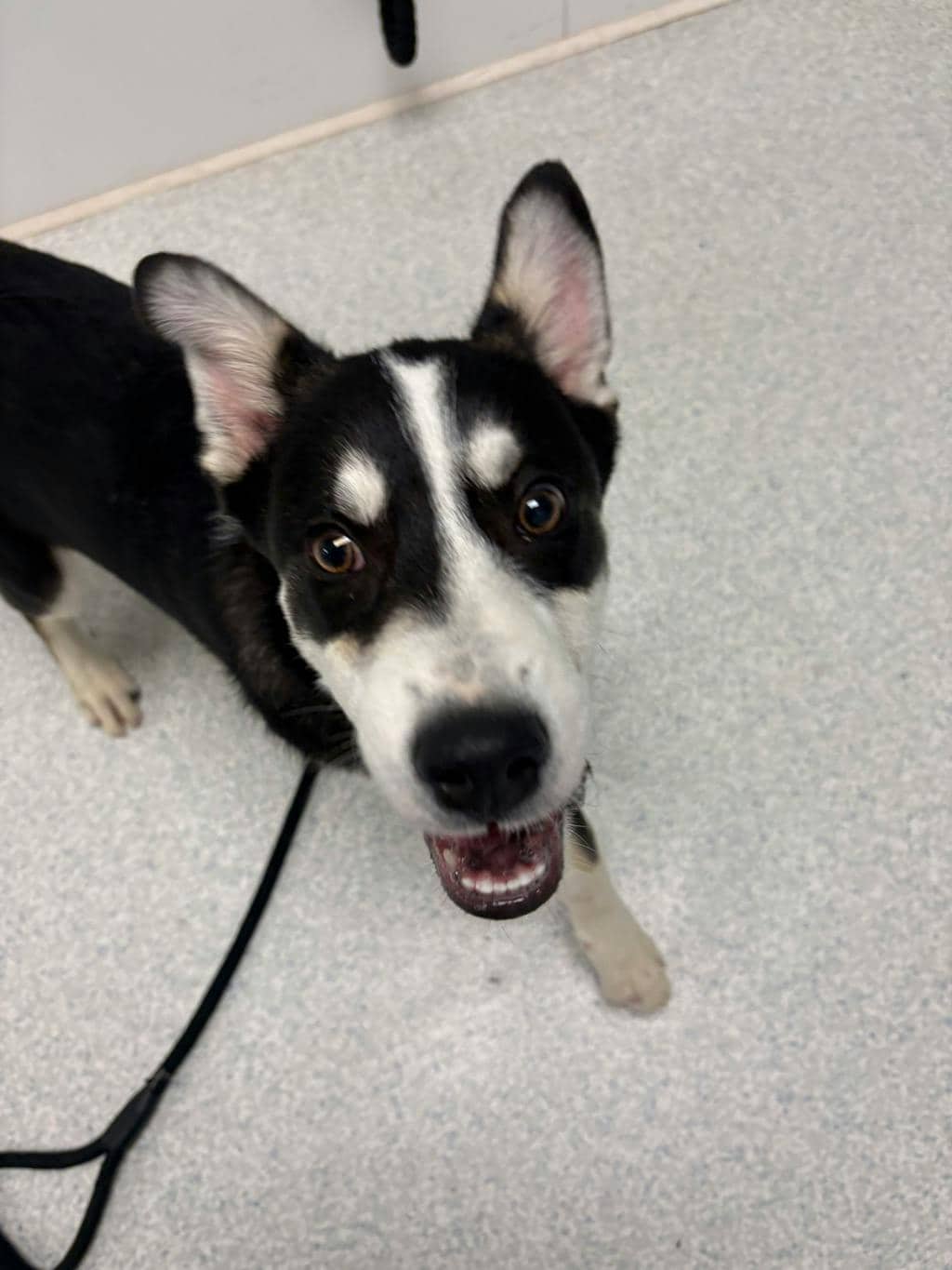 Juan - Husky Mixed available for adoption