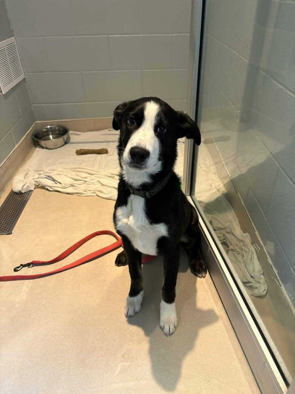 Shadow - Husky Mixed available for adoption at Ontario SPCA (Toronto Area) in Stouffville