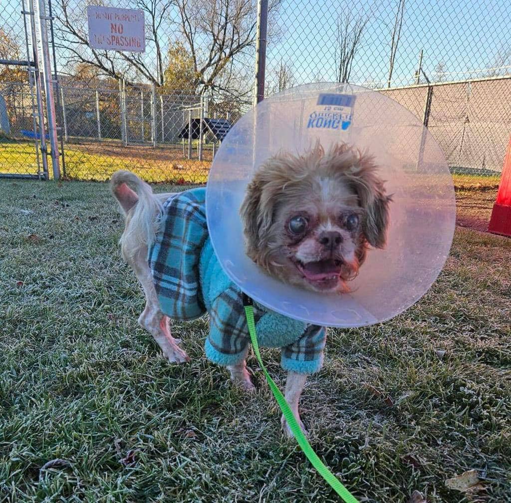 Giz (gizmo) - Shih Tzu available for adoption at Ontario SPCA (Ottawa Area) in Pembroke