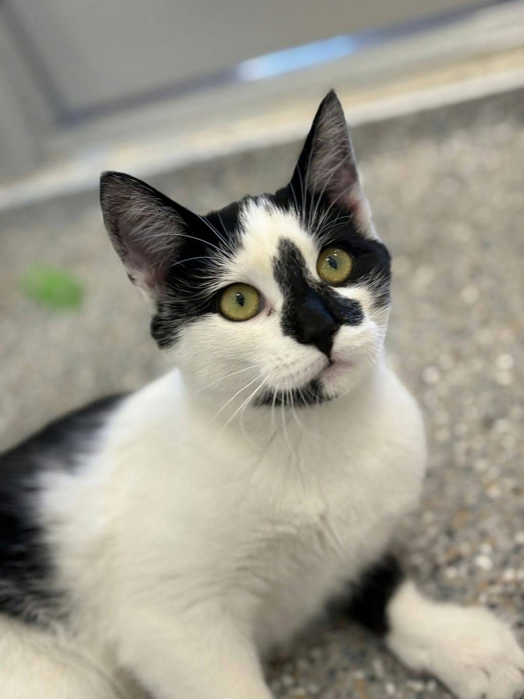 Shania - Domestic Short Hair cat available for adoption at Ontario SPCA (Ottawa Area) in Brockville