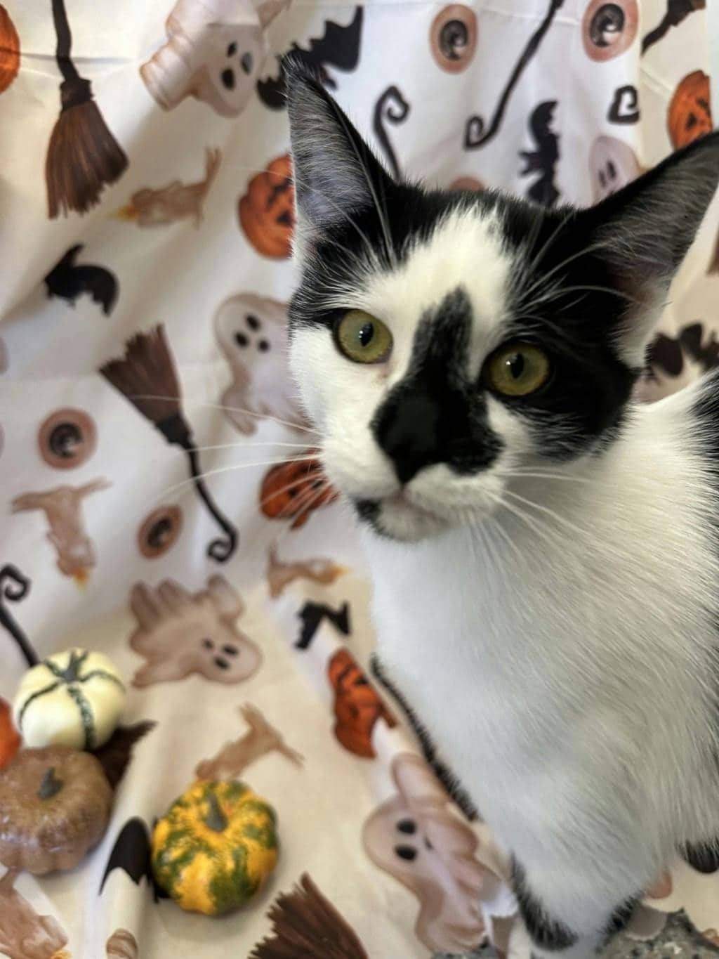 Shania - Domestic Short Hair available for adoption
