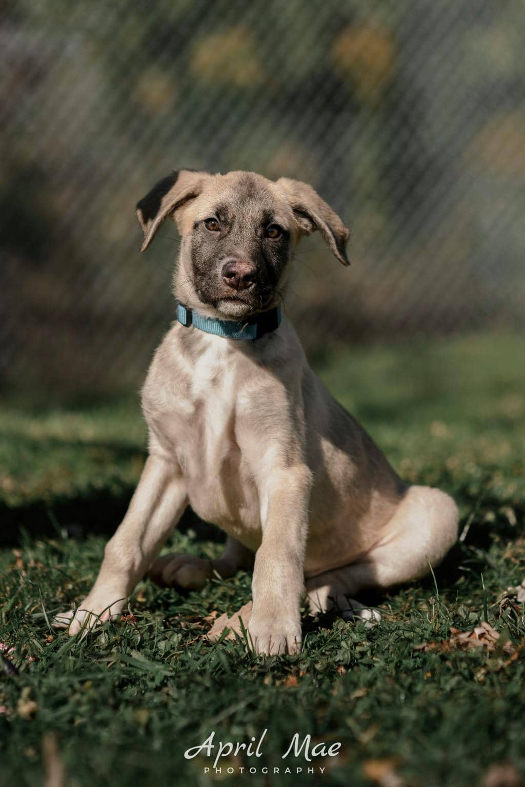 Dewey(fta) - Husky Mixed available for adoption at Ontario SPCA (Central Ontario) in Orangeville
