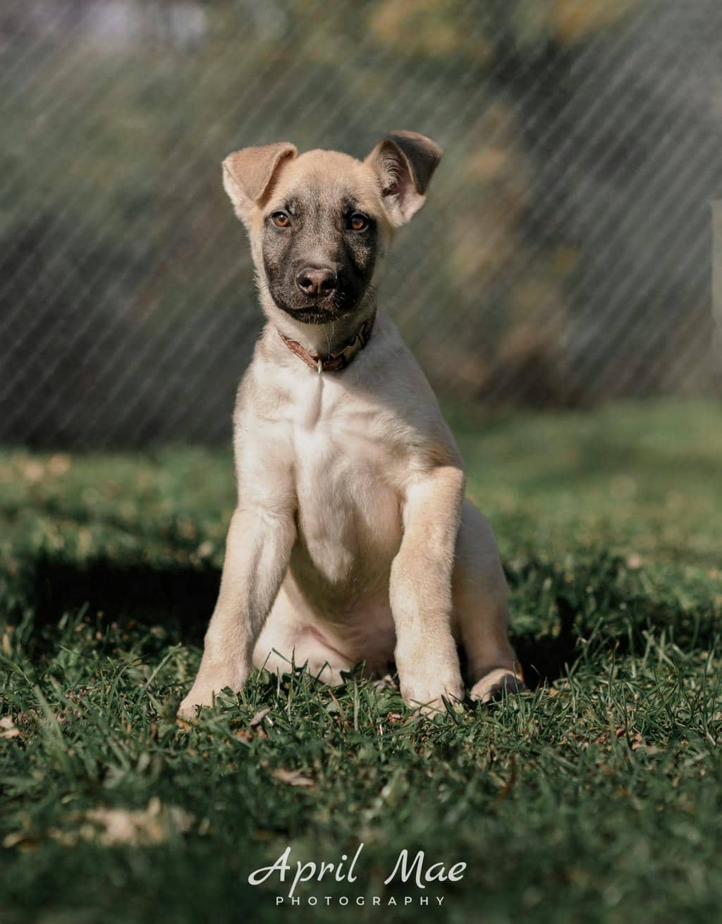 Percy(fta) - Husky Mixed available for adoption