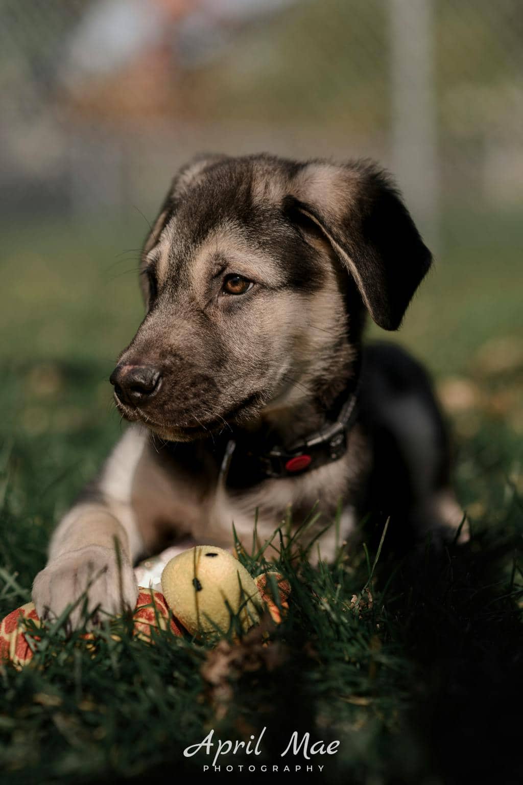 Thor(fta) - Husky Mixed available for adoption