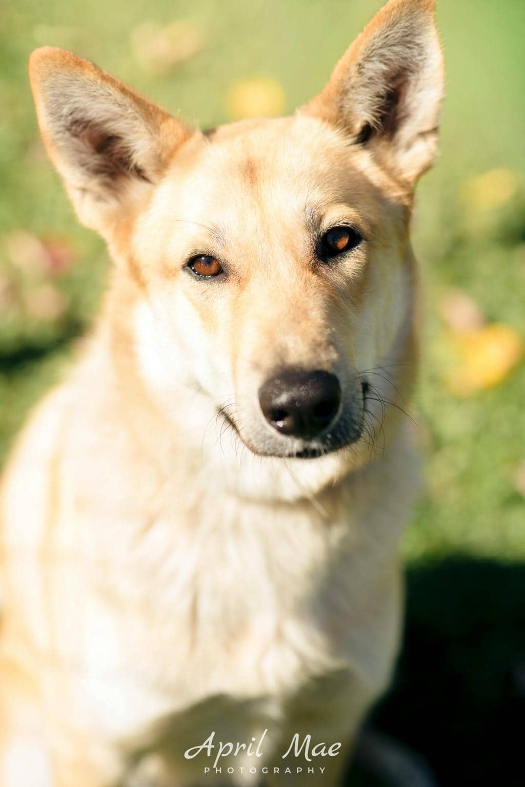 Stacey - Shepherd available for adoption at Ontario SPCA (Central Ontario) in Orangeville