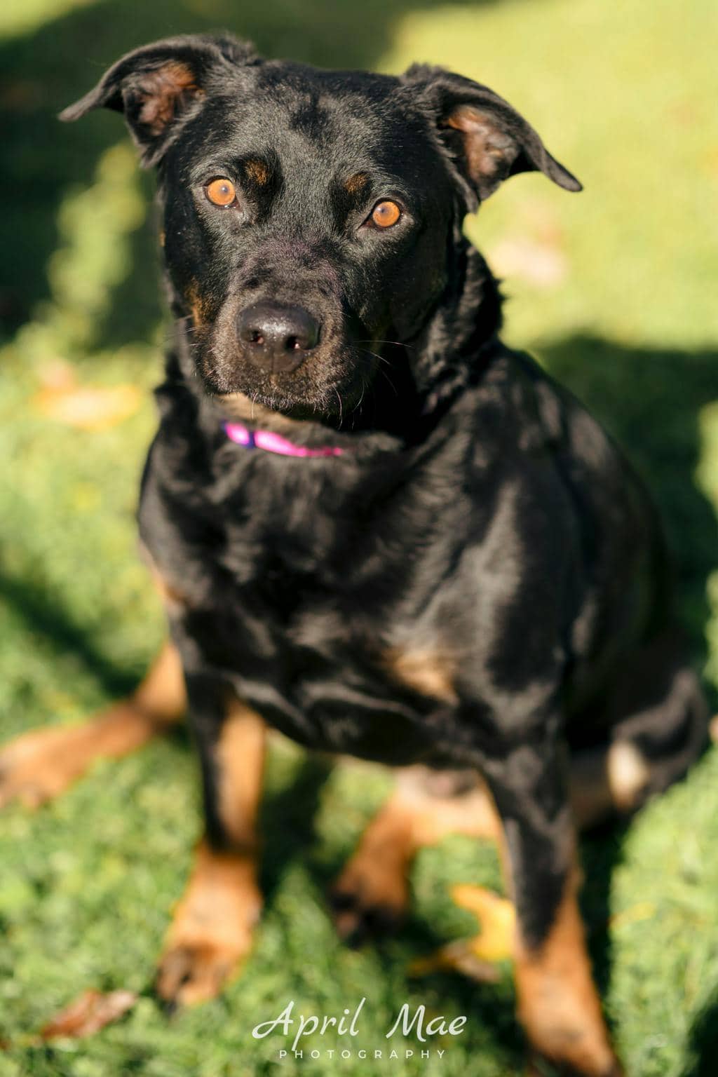 Moon - Rottweiler available for adoption