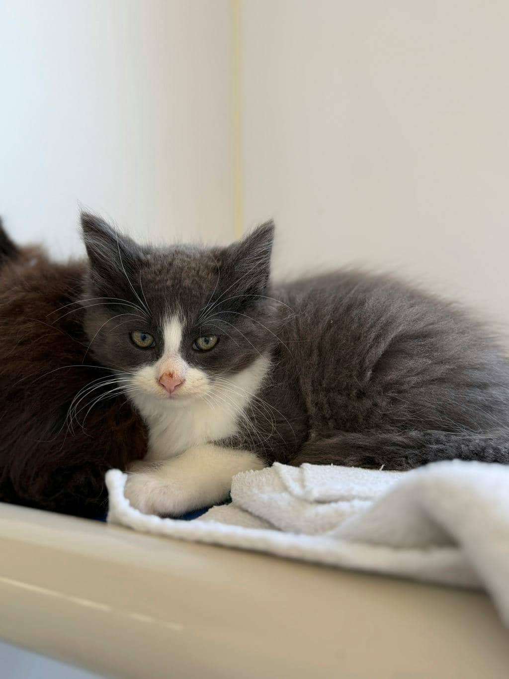 Gomez - Domestic Longhair available for adoption