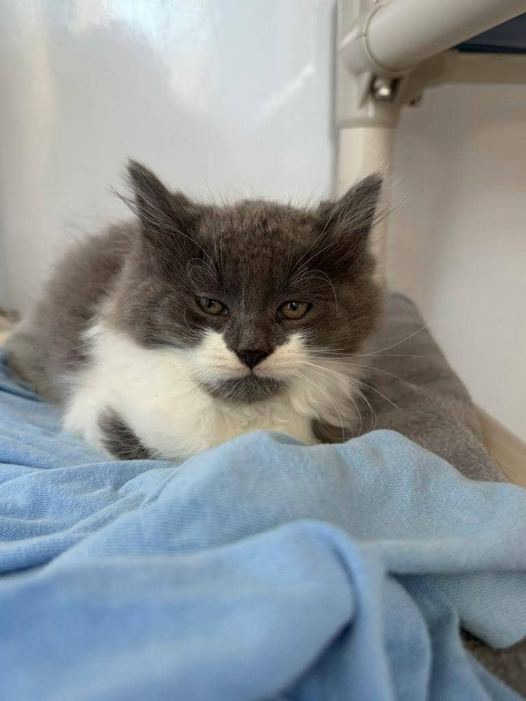 Fester - Domestic Longhair cat available for adoption at Ontario SPCA (Central Ontario) in Orillia