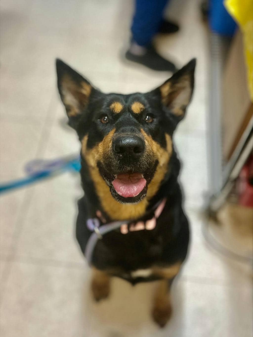 Harlequin - Rottweiler available for adoption