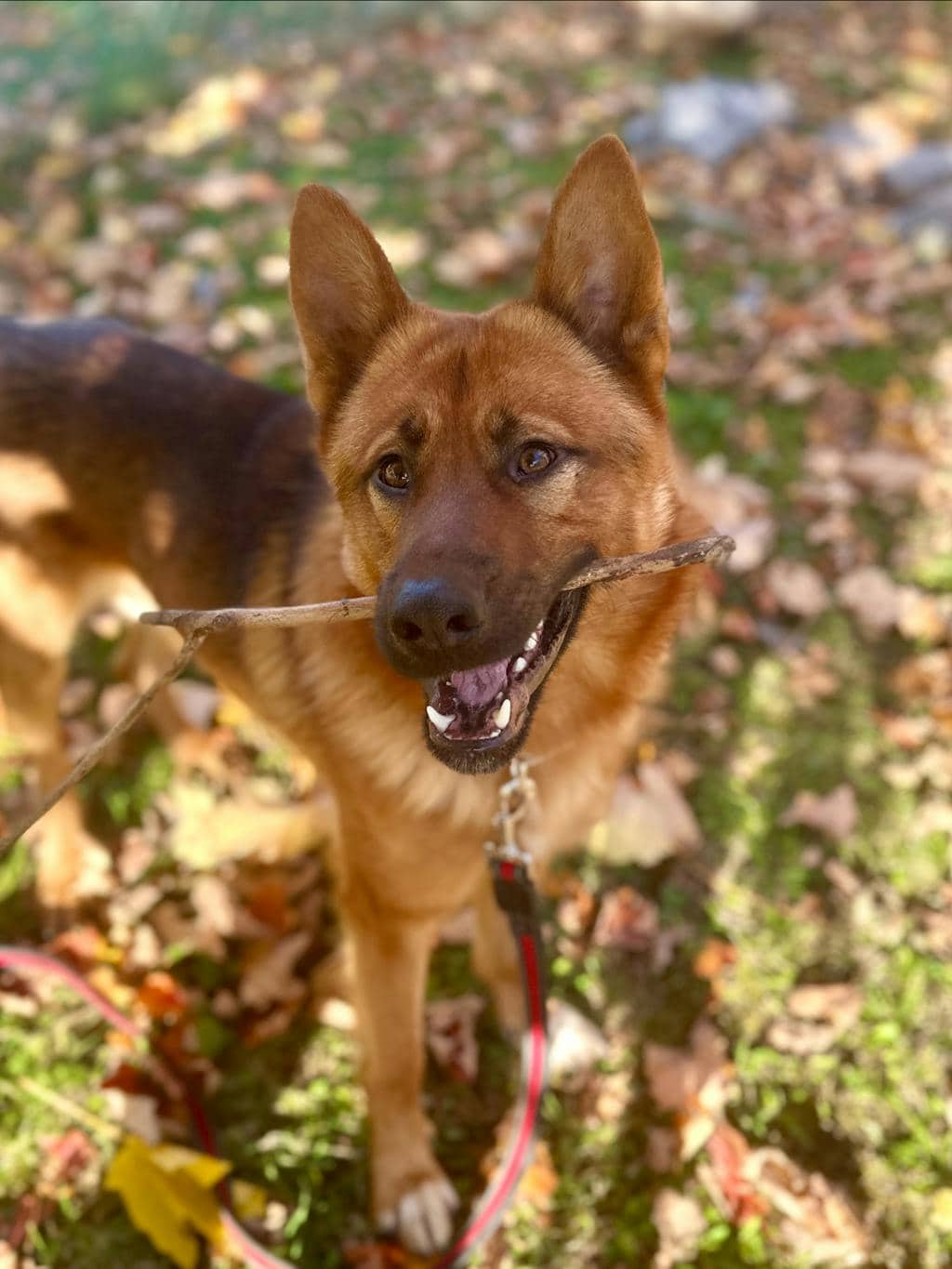 Joker - German Shepherd available for adoption at Ontario SPCA (Ottawa Area) in Ottawa