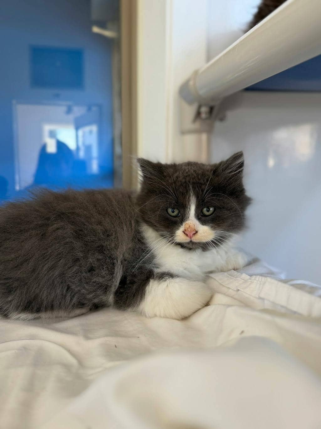 Cousin Itt - Domestic Medium Hair available for adoption