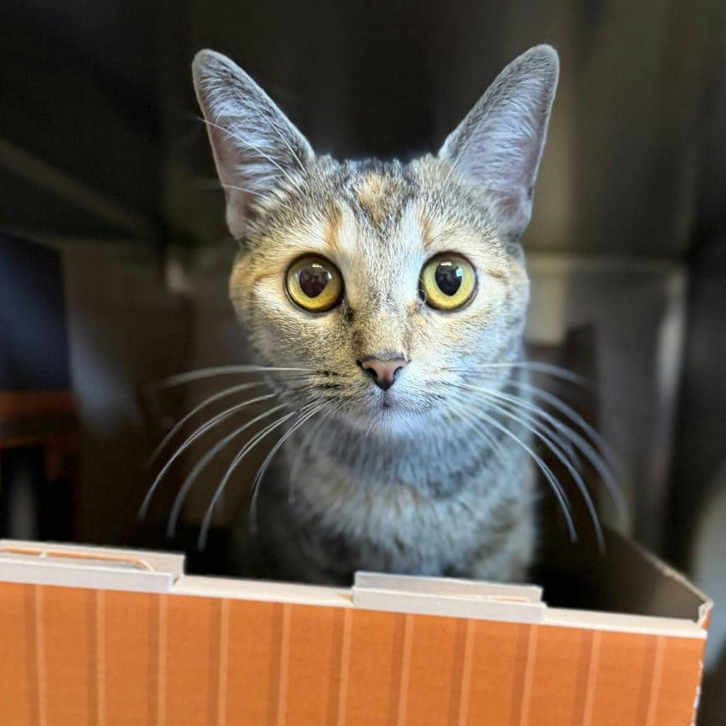Rootbeer - Domestic Short Hair cat available for adoption at Ontario SPCA (Ottawa Area) in Brockville