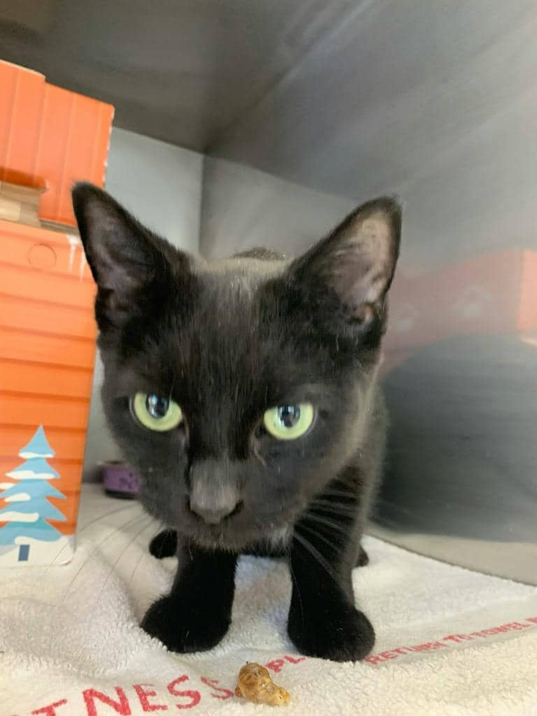 Smokey - Domestic Short Hair cat available for adoption at Ontario SPCA (Sudbury) in Sudbury