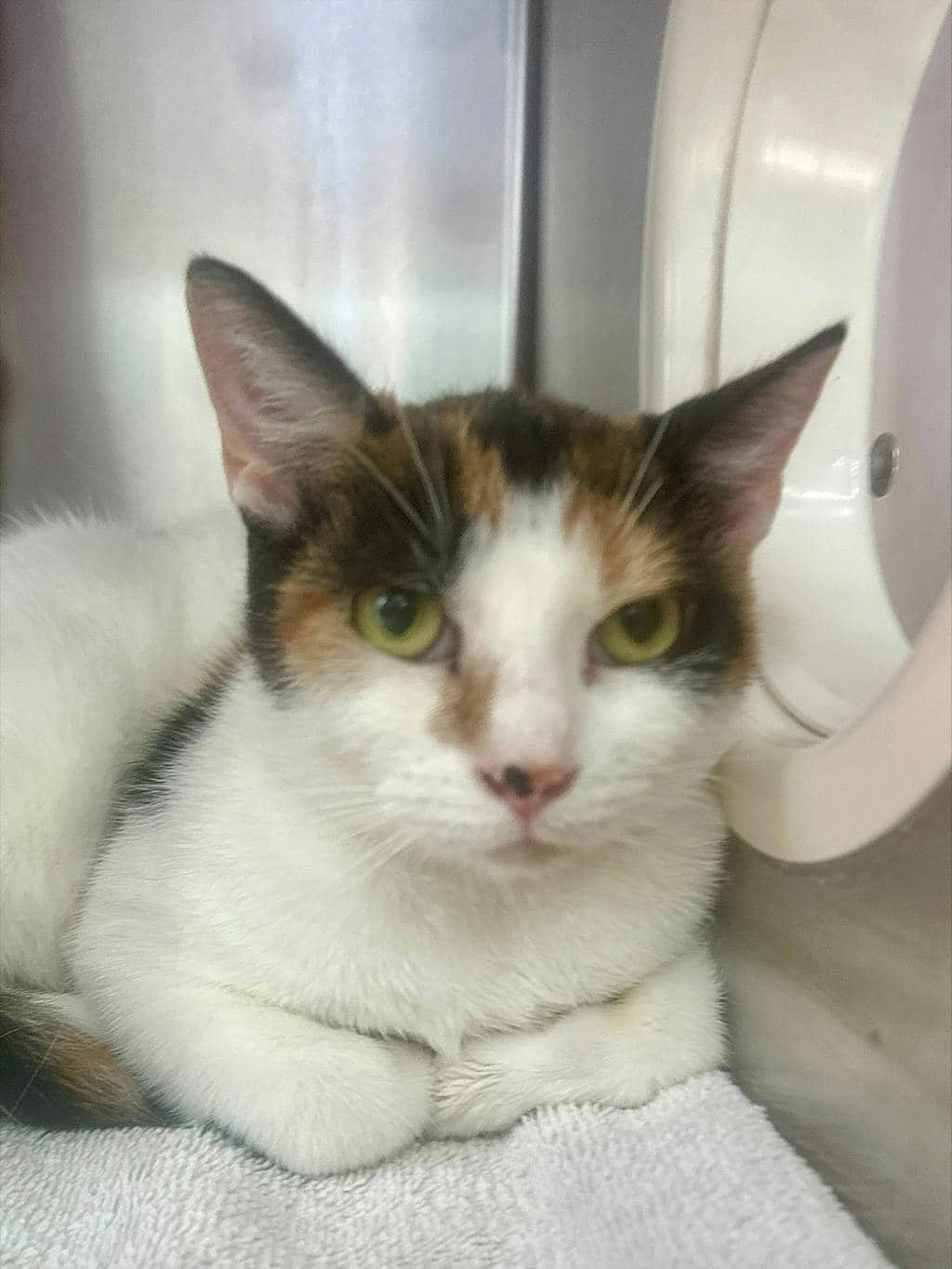 Pheobe - Domestic Short Hair cat available for adoption at Ontario SPCA (Ottawa Area) in Cornwall