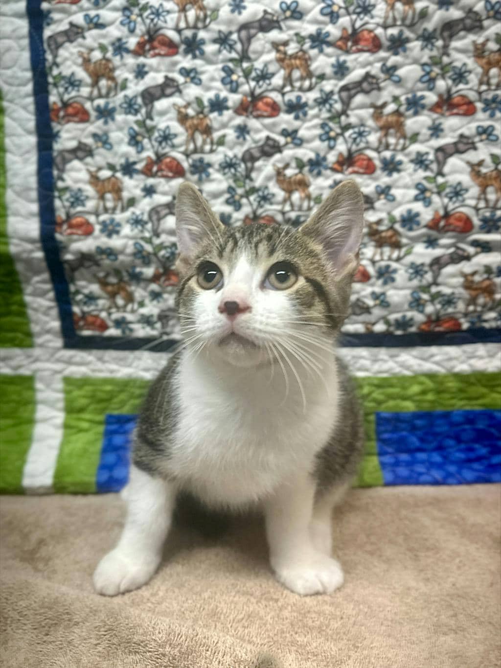 Bear - Domestic Short Hair cat available for adoption at Ontario SPCA (Ottawa Area) in Cornwall