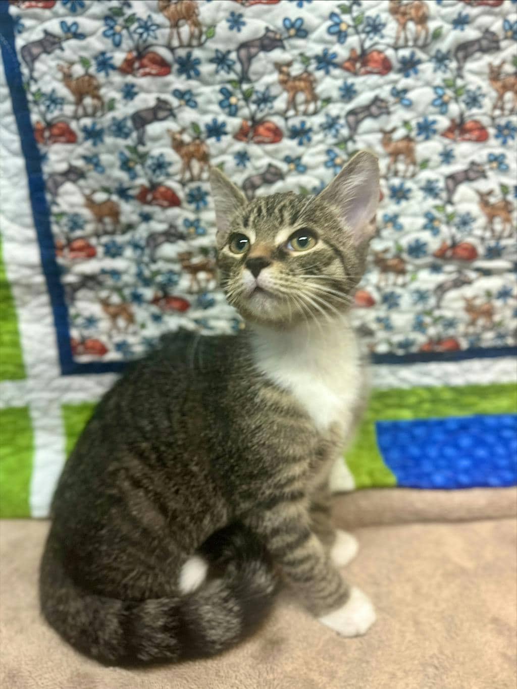 Deer - Domestic Short Hair available for adoption