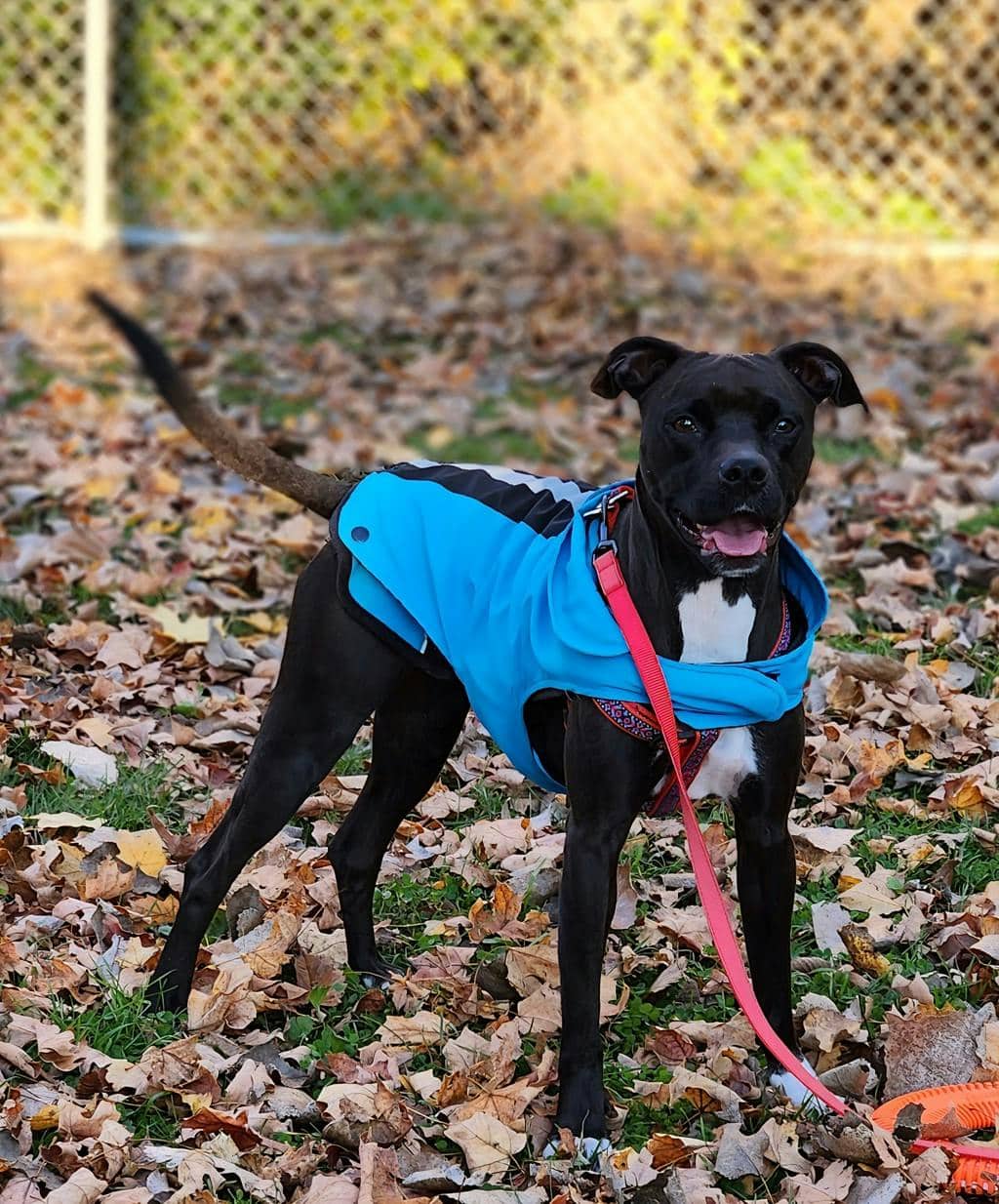 Serenity - American Bulldog available for adoption at Ontario SPCA (Ottawa Area) in Ottawa