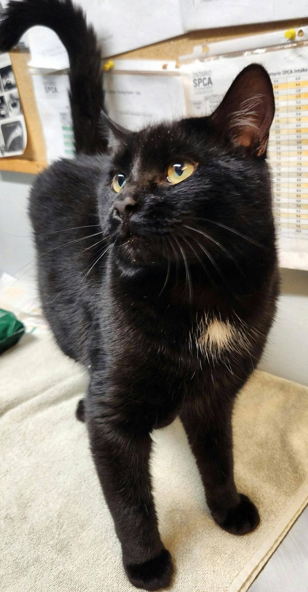 Alfredo - Domestic Short Hair cat available for adoption at Ontario SPCA (Ottawa Area) in Cornwall
