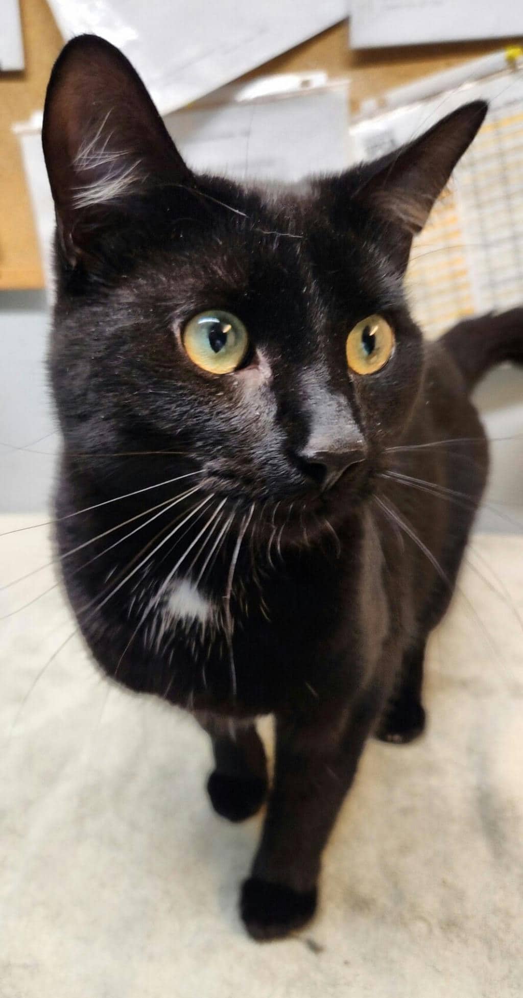 Fettuccine - Domestic Short Hair available for adoption