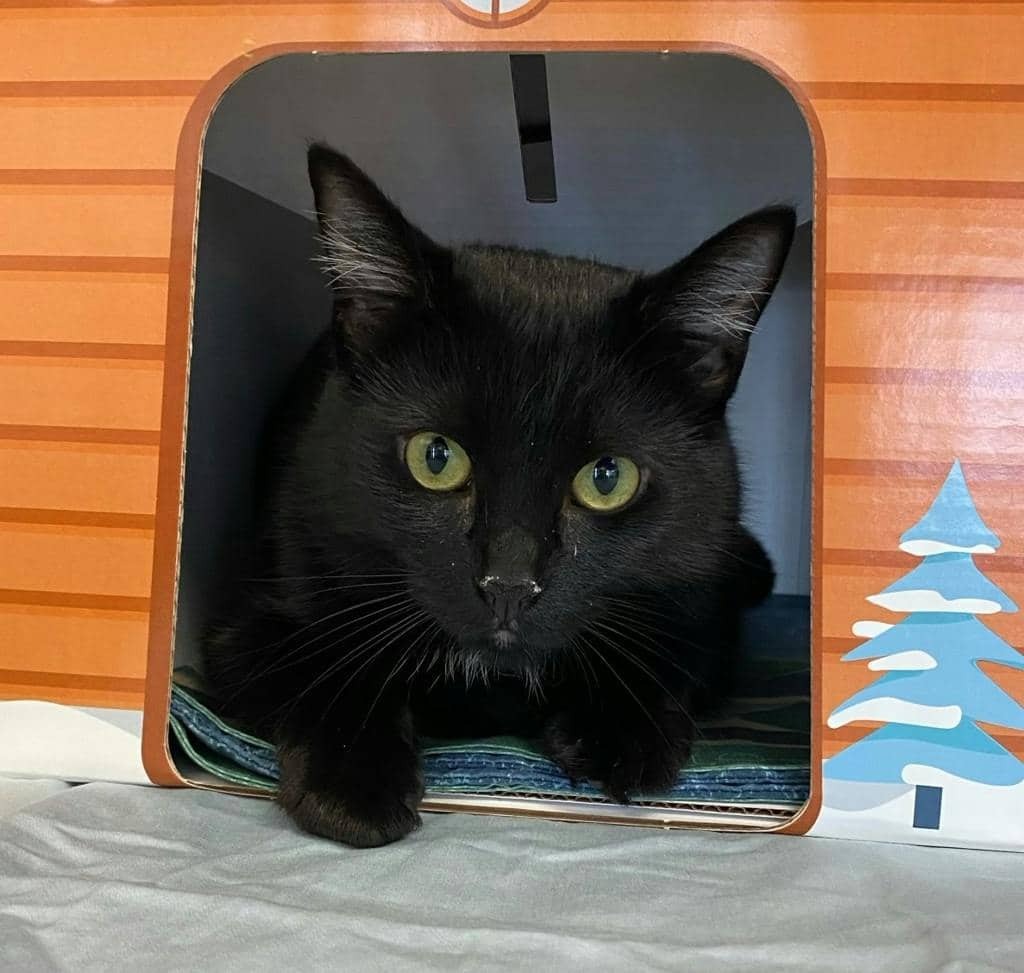 Cardi B - Domestic Medium Hair cat available for adoption at Ontario SPCA (Sudbury) in Sudbury