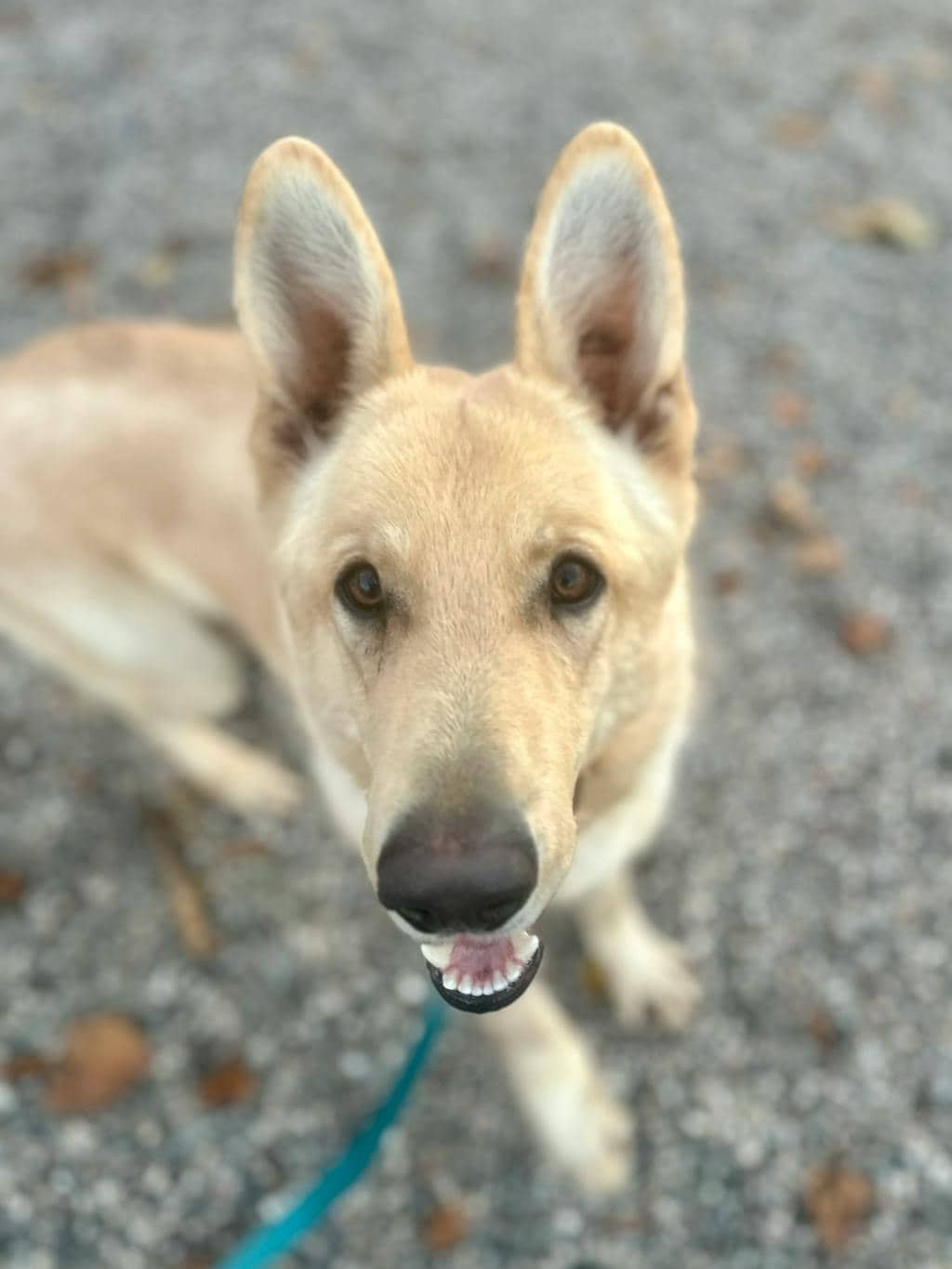 Peanut - German Shepherd available for adoption at Ontario SPCA (Ottawa Area) in Ottawa
