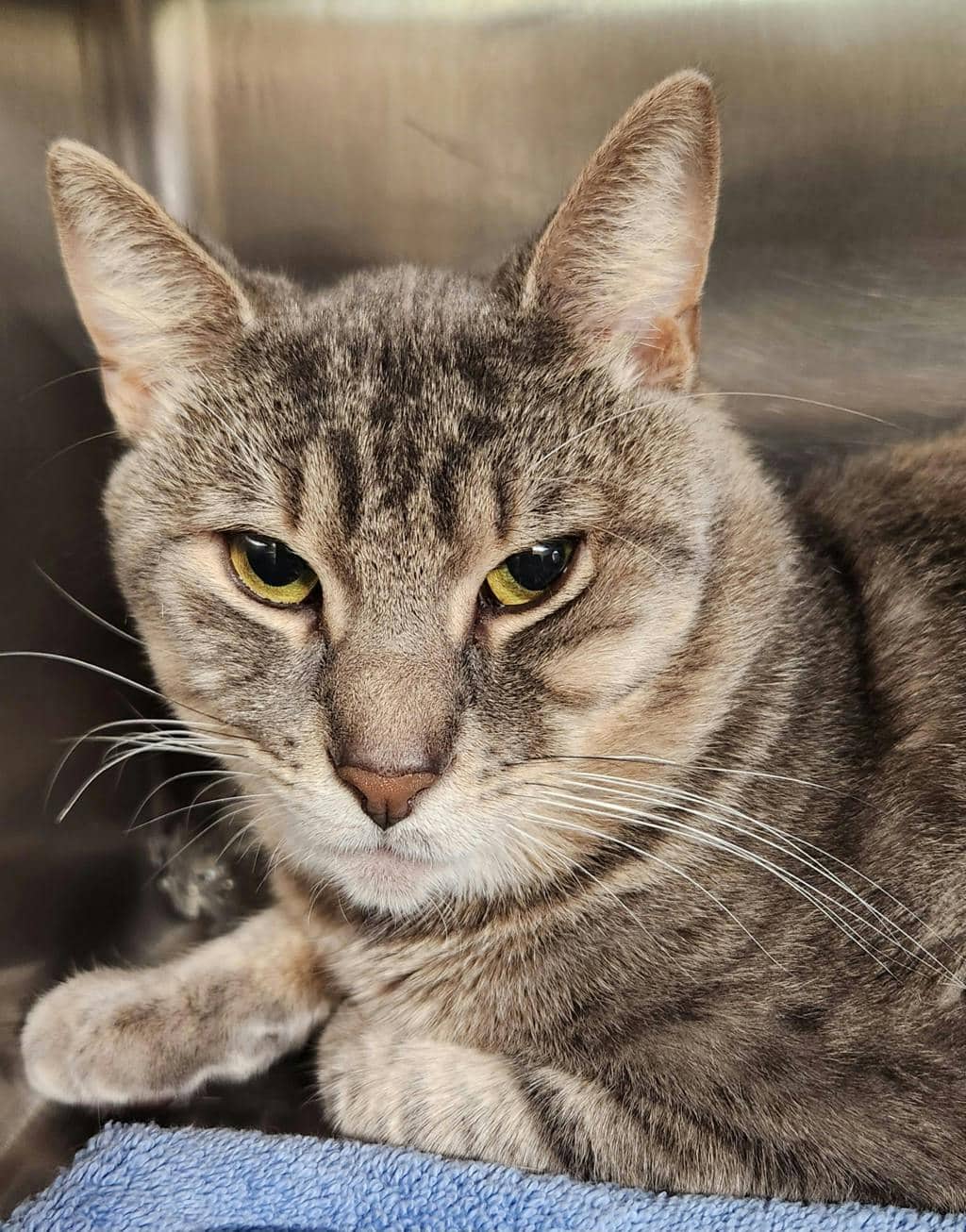 Moochie - Domestic Short Hair available for adoption