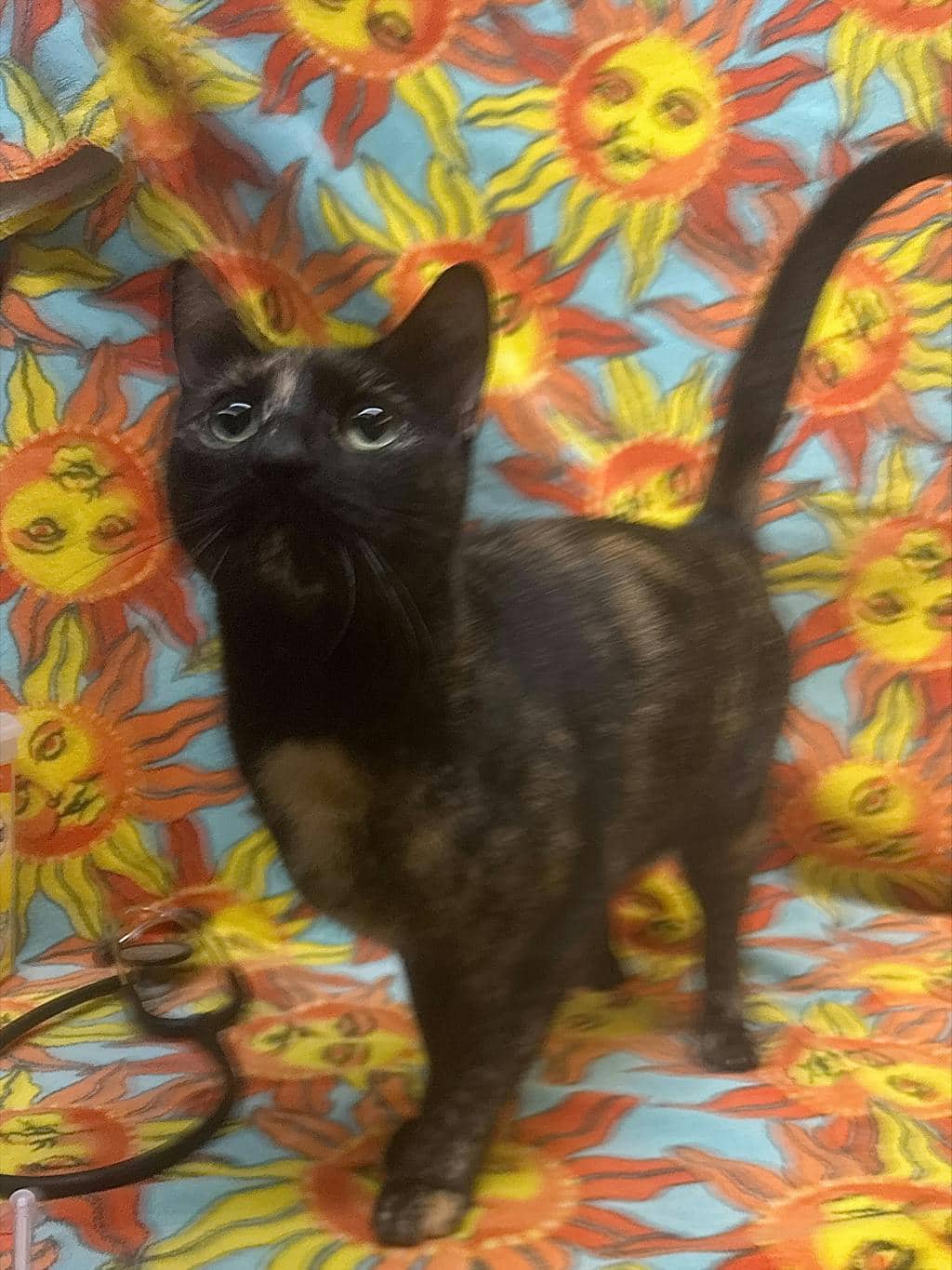 Calie - Domestic Short Hair cat available for adoption at Ontario SPCA (Ottawa Area) in Cornwall