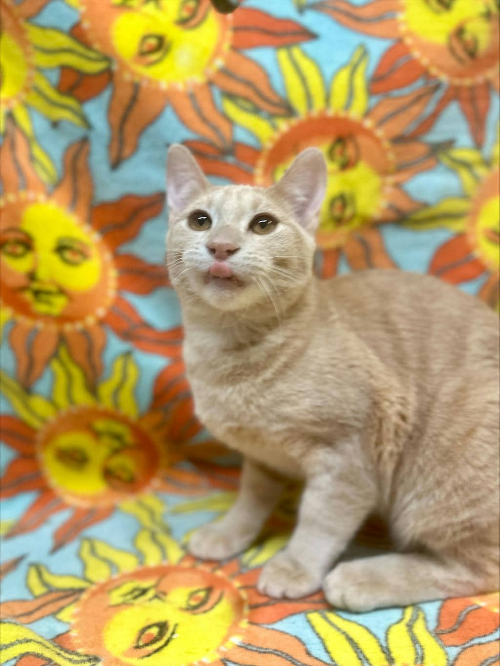 Dewey - Domestic Short Hair available for adoption