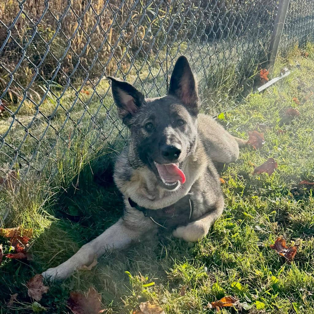 Quill - Norwegian Elkhound available for adoption