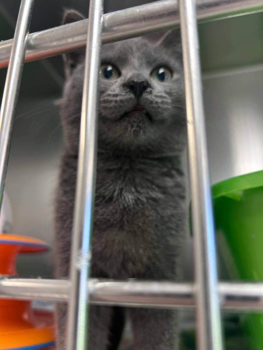 Kirby - Domestic Short Hair available for adoption