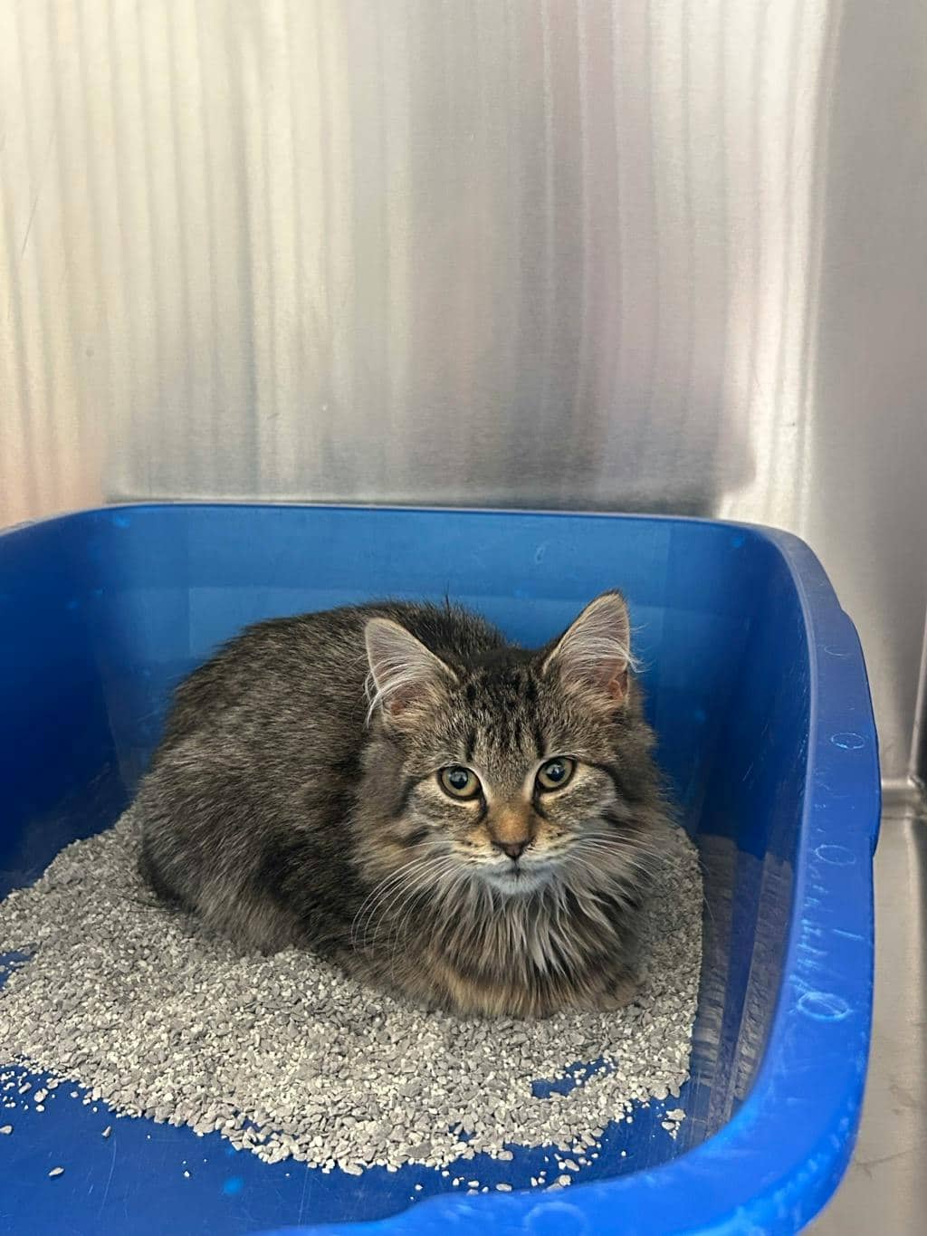 Sidney - Domestic Longhair cat available for adoption at Ontario SPCA (Toronto Area) in Stouffville