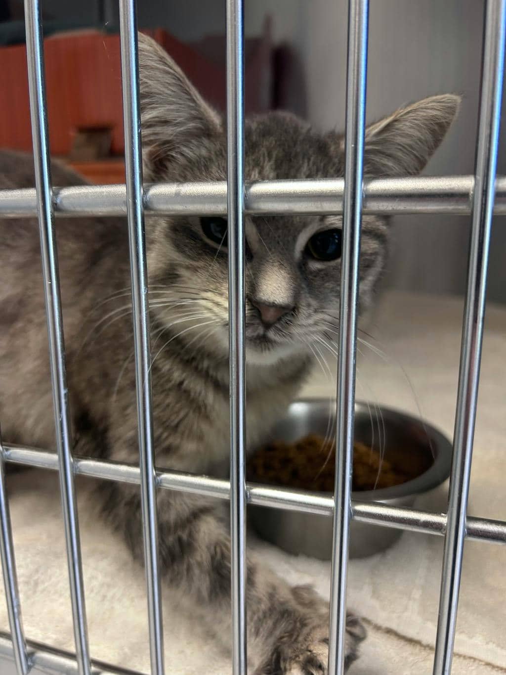 Gale - Domestic Short Hair available for adoption