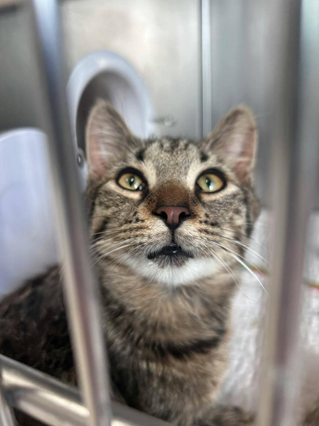 Randy - Domestic Short Hair available for adoption