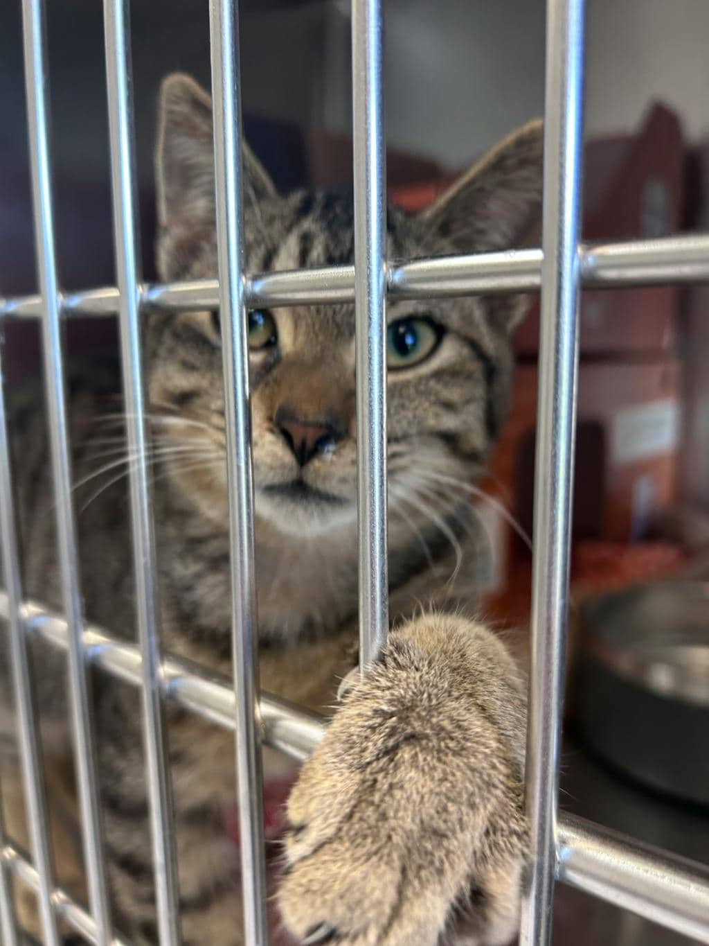 Dewey - Domestic Short Hair available for adoption