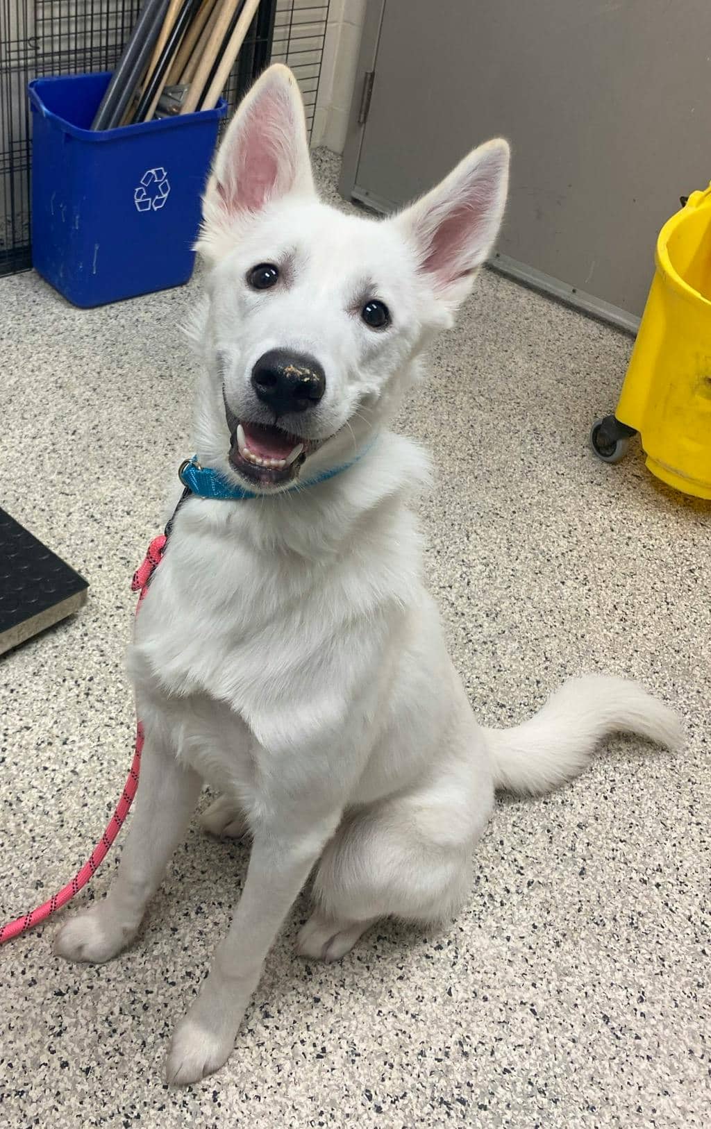 Mellow - White Swiss Shepherd (Berger Blanc Suisse) available for adoption at Ontario SPCA (Sudbury) in Sudbury