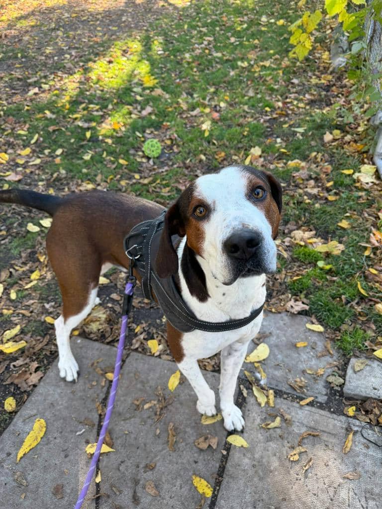 Striker - Hound available for adoption at Ontario SPCA (Central Ontario) in Orillia