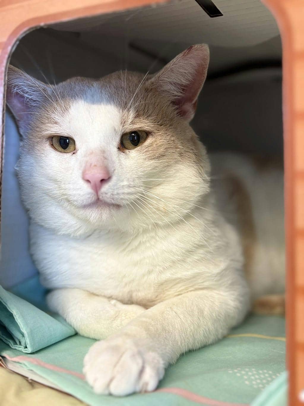 Candy Corn - Domestic Short Hair available for adoption