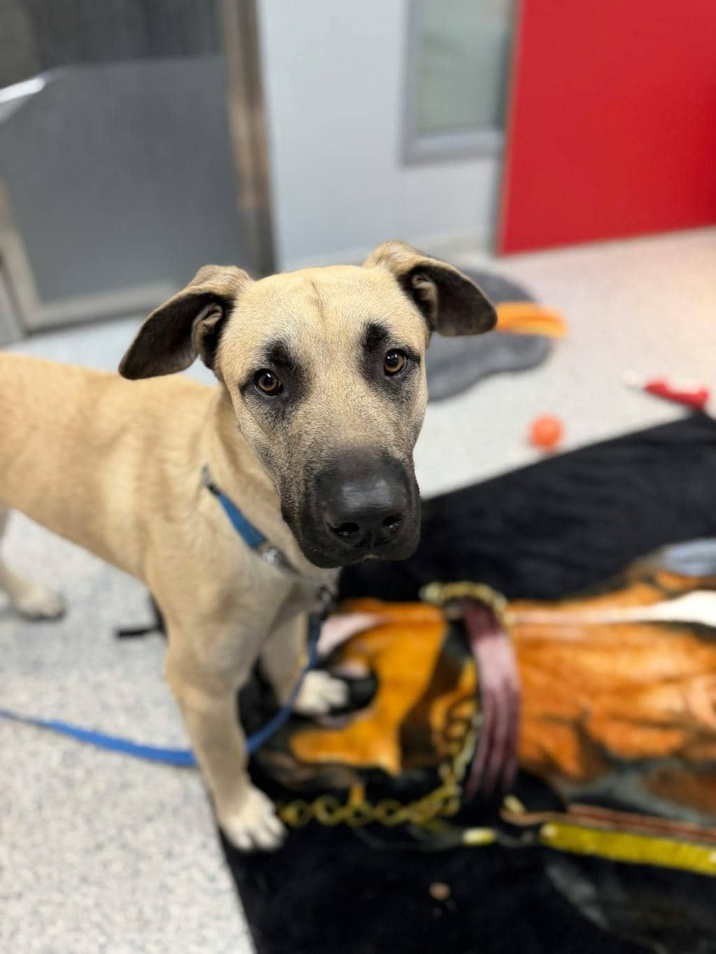 Corby - Mastiff available for adoption at Ontario SPCA (Central Ontario) in Barrie